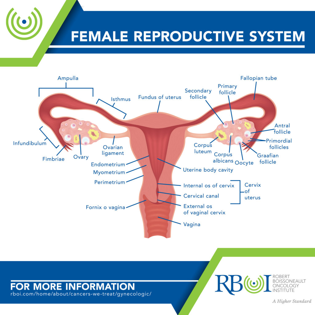 Ovarian – Robert Boissoneault Oncology Institute